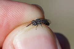 Andrena argentata