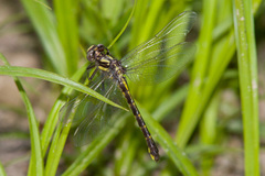 Hylogomphus apomyius