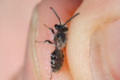 Andrena argentata