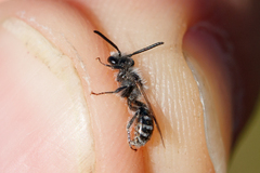 Andrena argentata