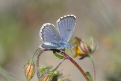 Pseudophilotes baton