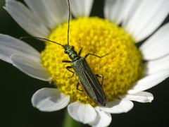 Oedemera nobilis