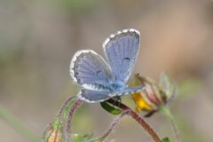 Pseudophilotes baton