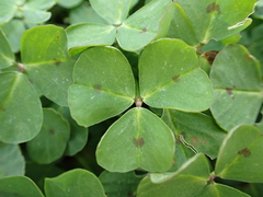 Medicago arabica