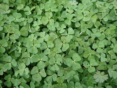 Medicago arabica