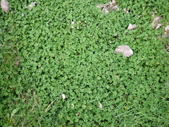 Medicago arabica