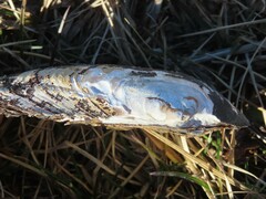 Uniomerus tetralasmus