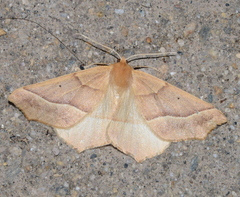 Tetracis jubararia