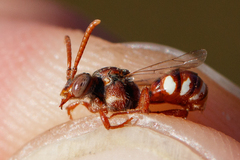 Nomada baccata