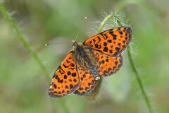 Melitaea didyma