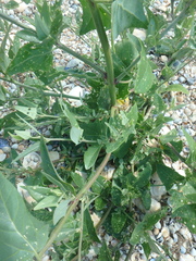 Atriplex micrantha