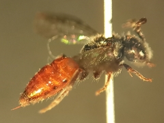 Sphecodes majalis