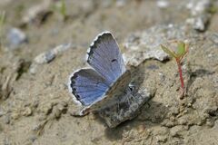 Pseudophilotes baton