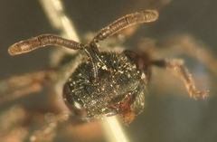 Sphecodes majalis