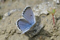 Pseudophilotes baton