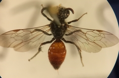 Sphecodes majalis