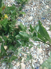 Atriplex micrantha