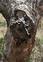 Nannotrigona testaceicornis