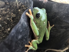 Agalychnis dacnicolor