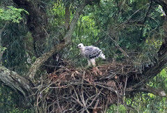 Stephanoaetus coronatus