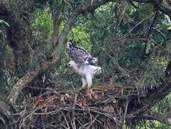 Stephanoaetus coronatus