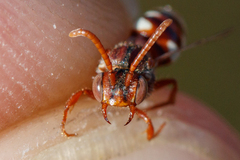 Nomada baccata