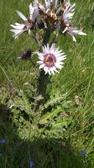 Berkheya purpurea