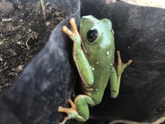 Agalychnis dacnicolor