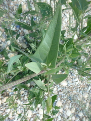 Atriplex micrantha