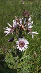 Berkheya purpurea
