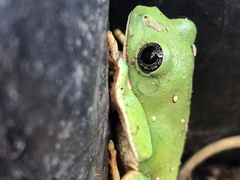 Agalychnis dacnicolor