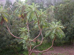 Bencomia sphaerocarpa