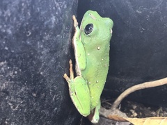 Agalychnis dacnicolor