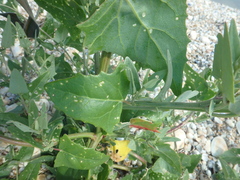 Atriplex micrantha