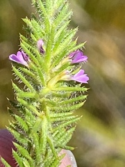 Muraltia caledonensis