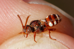 Nomada baccata