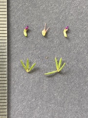 Muraltia caledonensis