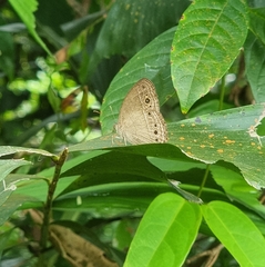 Mycalesis perseoides