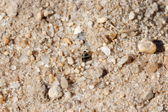 Andrena argentata