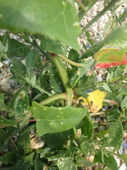 Atriplex micrantha