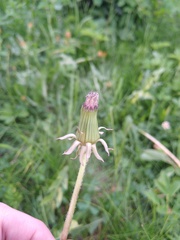 Taraxacum falcatum