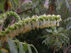 Bencomia sphaerocarpa