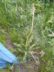 Taraxacum falcatum