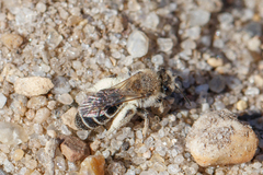 Andrena argentata