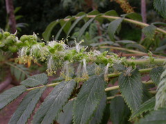 Bencomia sphaerocarpa