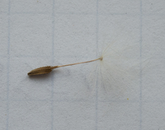 Taraxacum falcatum