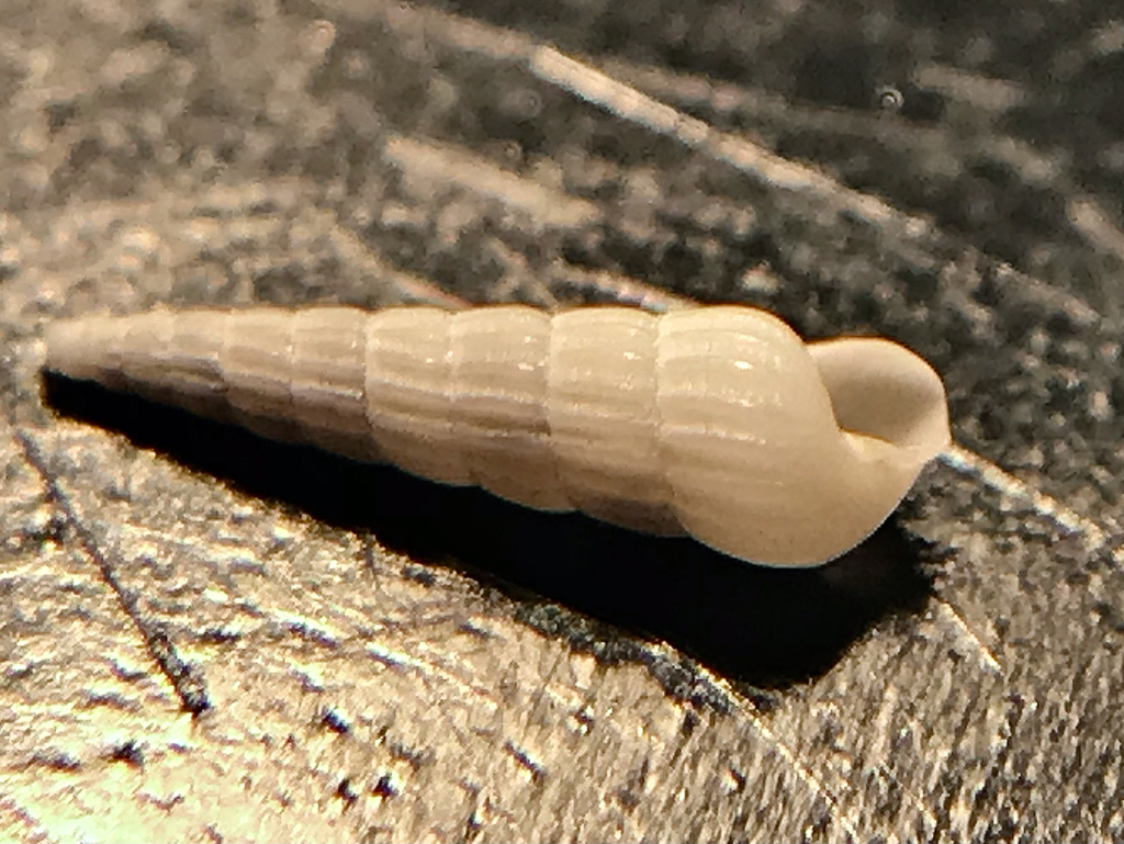 Turbonilla hemphilli