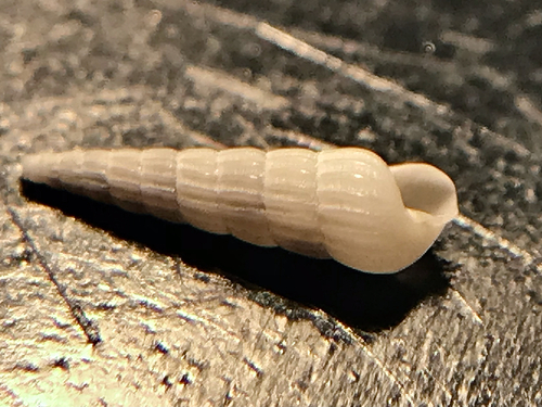 Turbonilla hemphilli