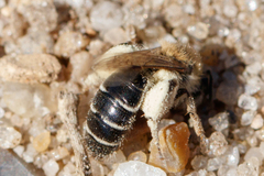 Andrena argentata