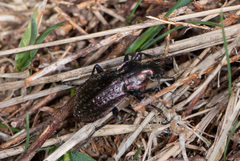 Carabus arvensis
